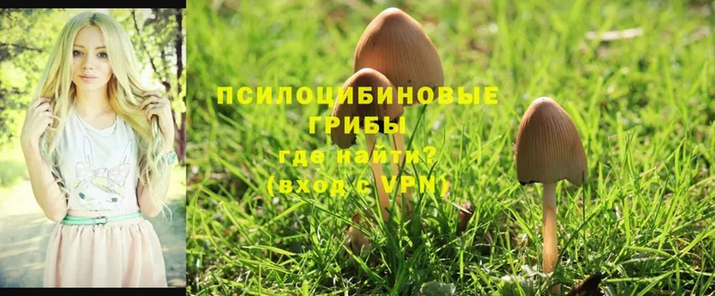 OMG ТОР  закладка  Карпинск  Галлюциногенные грибы Psilocybe 